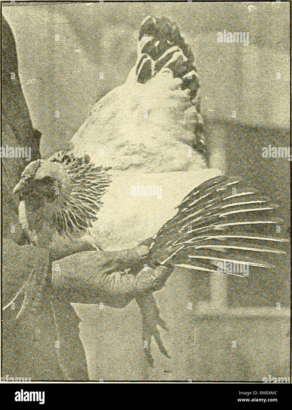 Annual Catalogue Of The National Columbian Wyandotte Club