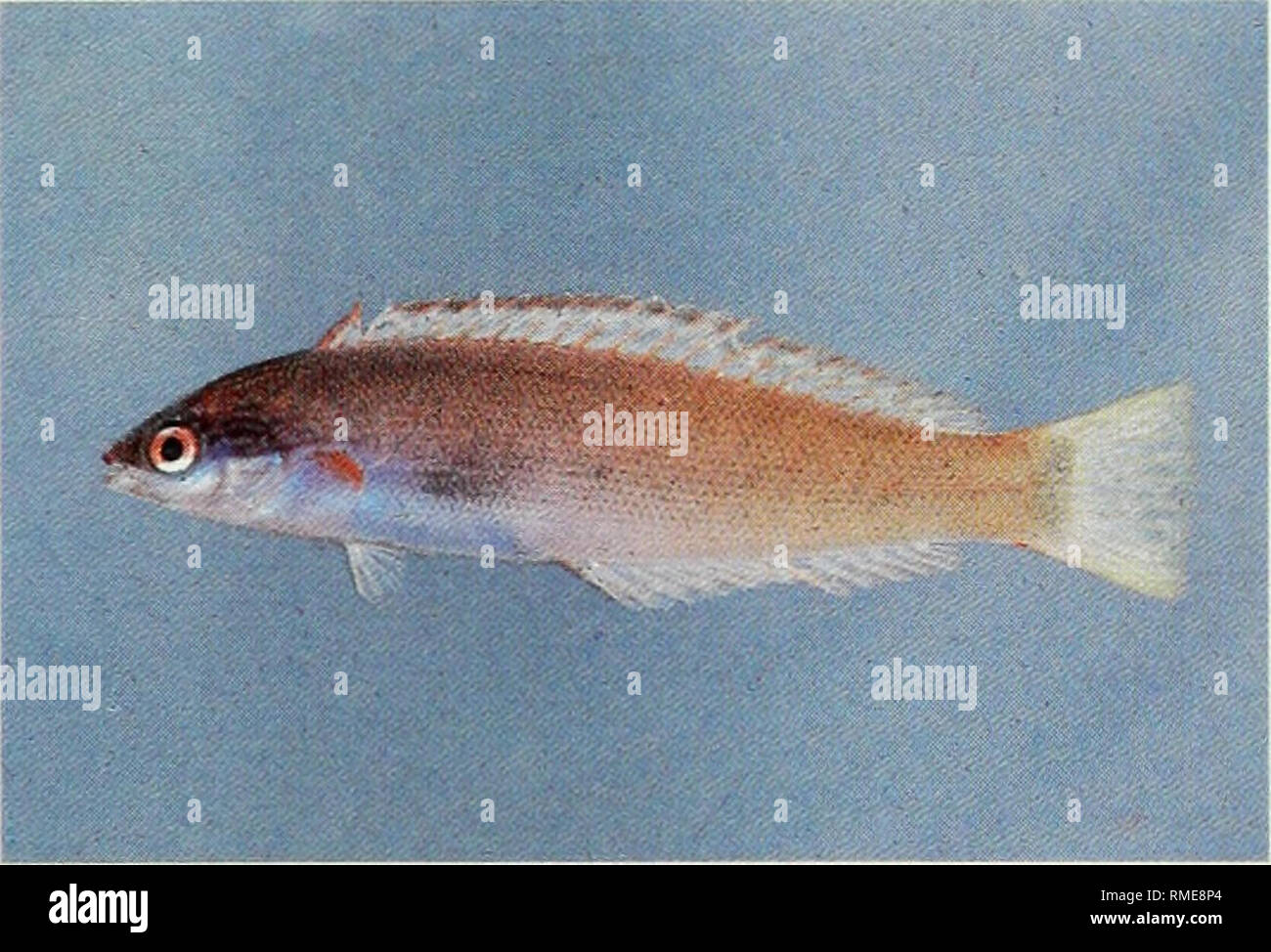 . An annotated checklist of the fishes of the Chagos Archipelago, Central Indian Ocean. Fishes. A. Paracheilinus mccoskeri, 40 mm SL. B. Pseudocoris heteroptera, 39 mm SL.. Please note that these images are extracted from scanned page images that may have been digitally enhanced for readability - coloration and appearance of these illustrations may not perfectly resemble the original work.. Winterbottom, Richard, 1944-; Emery, Alan, 1939-; Holm, Erling, 1950-; Royal Ontario Museum. Toronto : Royal Ontario Museum Stock Photo