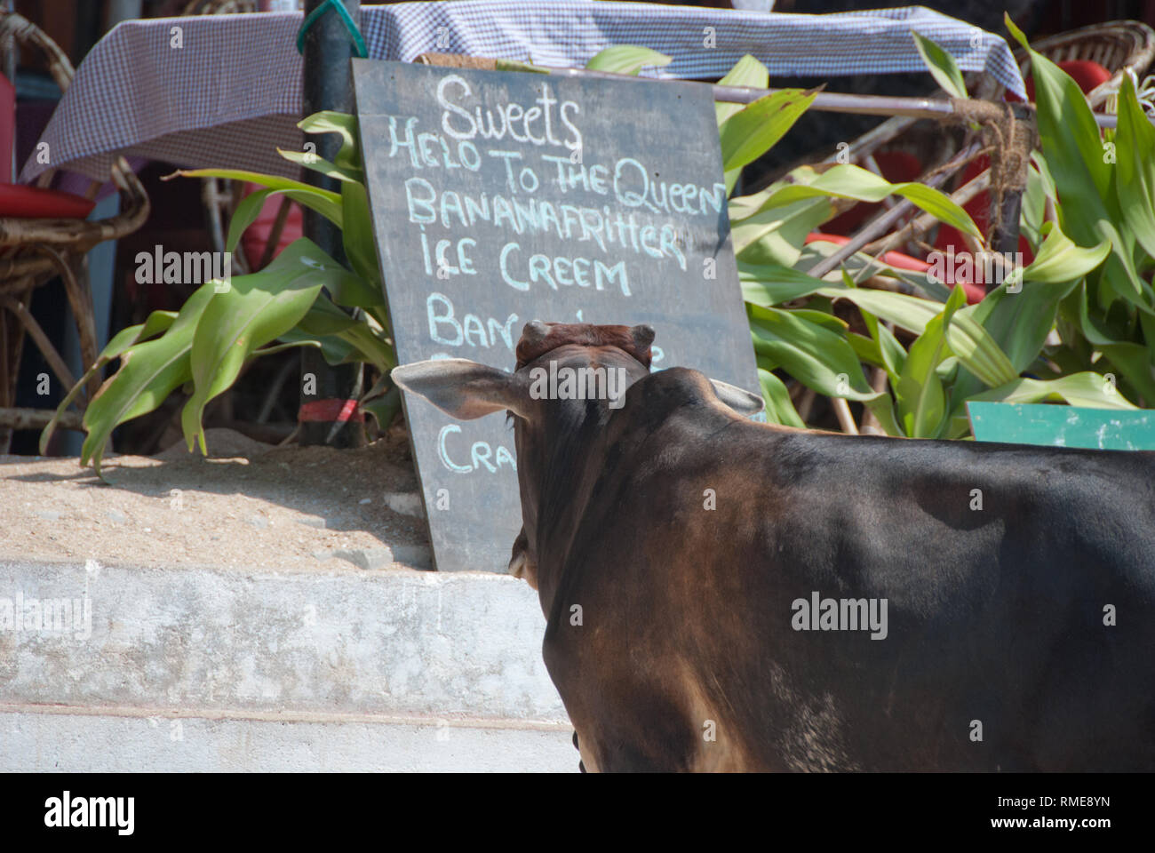 Cow viewing restaurant menu in  South Goa, restaurant on the beach front. Stock Photo