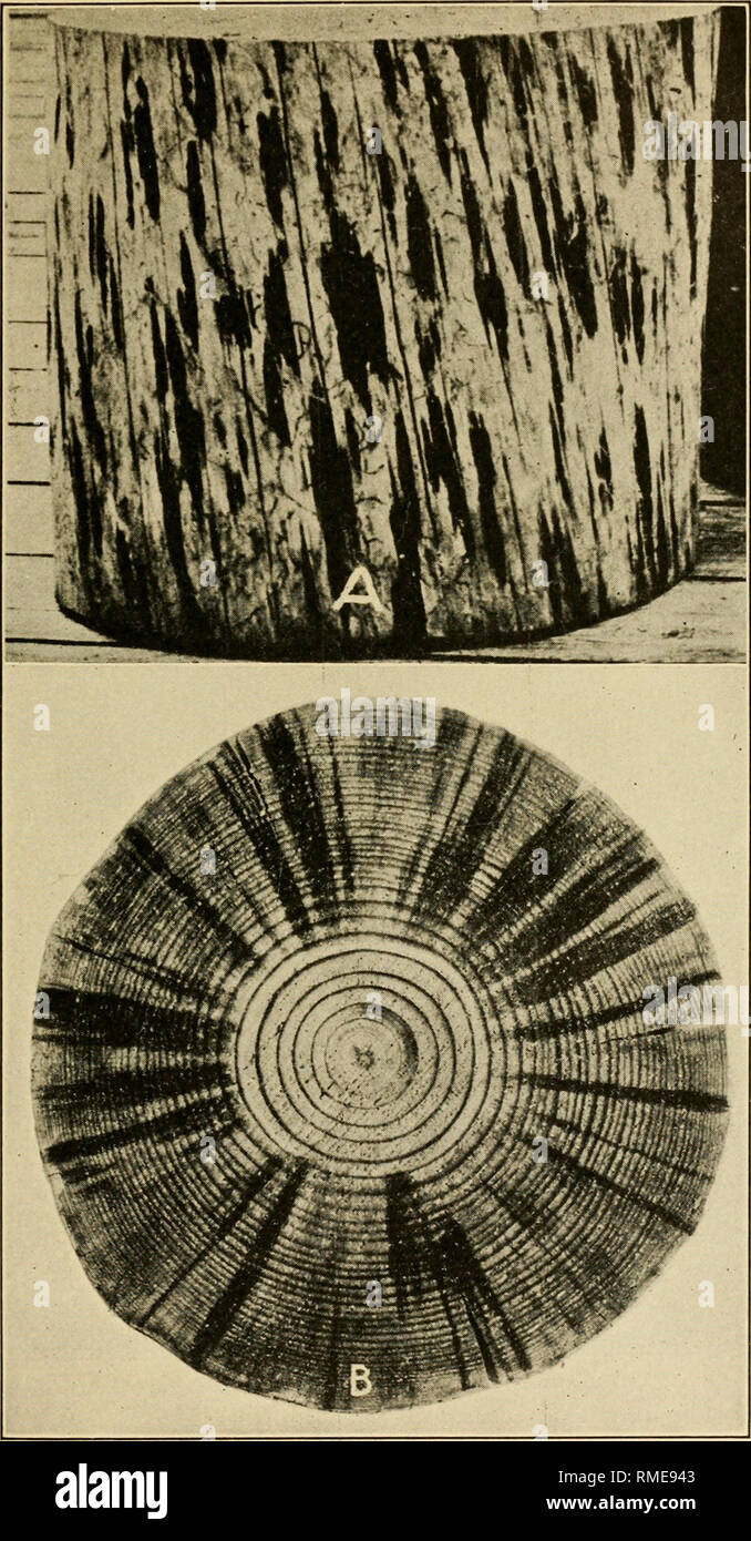 . An annotated list of the important North American forest insects. Forest insects. DEFECTS IN TIMBER CAUSED BY INSECTS 41. Fig. 44.—Section of short-leaf pine, showing &quot; blue stain &quot; of sapwood after attack by the southern pine beetle (D end root on us frontalis). A, side view ; B, cross section showing stain extending to the heartwood. Serious bluing in the log sometimes appears to take place without the aid of insects. Please note that these images are extracted from scanned page images that may have been digitally enhanced for readability - coloration and appearance of these illu Stock Photo