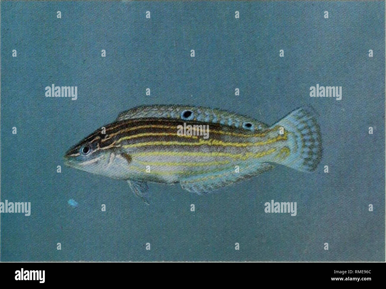 . An annotated checklist of the fishes of the Chagos Archipelago, Central Indian Ocean. Fishes. E. Cirrhilabrus rubrisquamis, 41 mm SL. F. Halichoeres cosmetus, 62 mm SL.. Please note that these images are extracted from scanned page images that may have been digitally enhanced for readability - coloration and appearance of these illustrations may not perfectly resemble the original work.. Winterbottom, Richard, 1944-; Emery, Alan, 1939-; Holm, Erling, 1950-; Royal Ontario Museum. Toronto : Royal Ontario Museum Stock Photo
