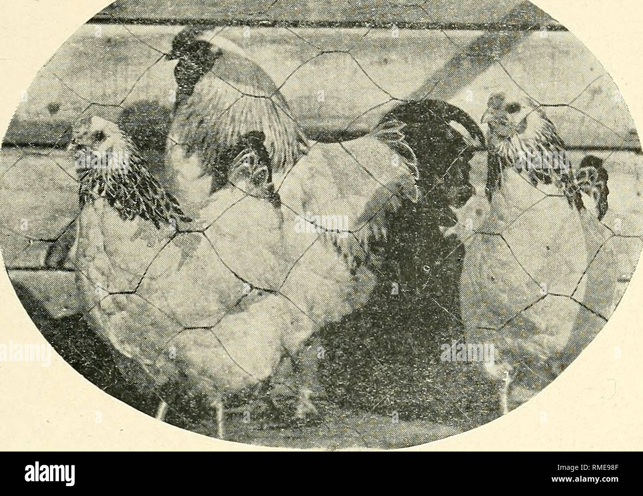 Annual catalogue of the National Columbian Wyandotte Club. Wyandotte  chicken; Chickens. NATIONAL COLUMIUAN WYANDOTTE CLUB CA'l'ALOGUE 4.-^. A  trio of Columbians from untoucfied pfioto. iust as you will find them in
