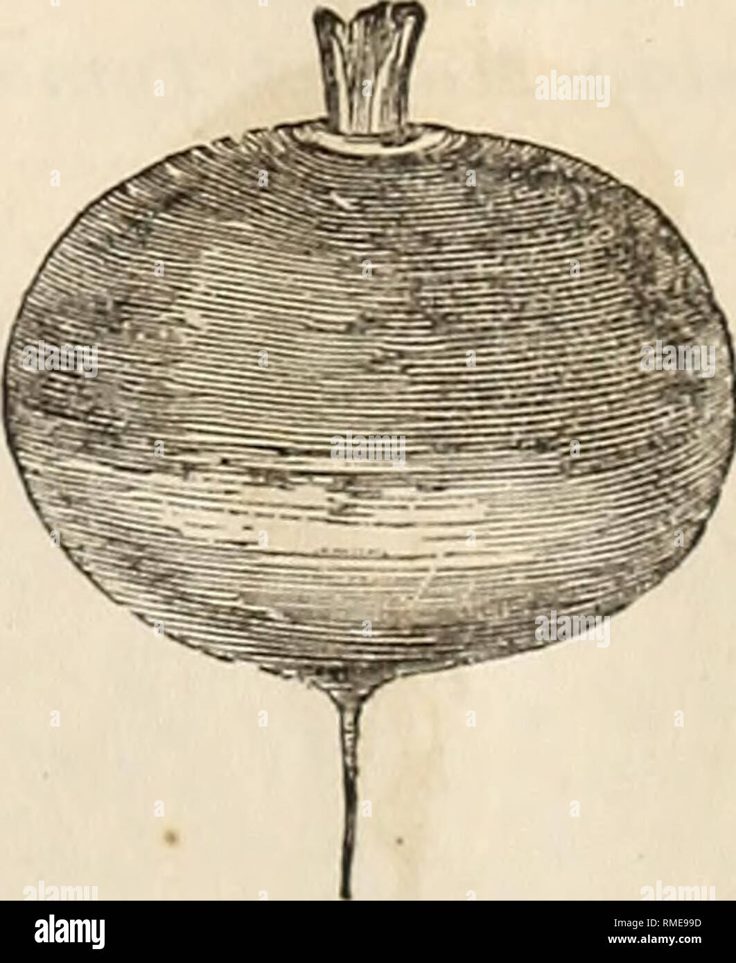 . Annual catalogue of choice and select flower and vegetable seeds embracing the most esteemed varieties in cultivation, importend and grown expressly for us. Seeds Catalogs; Nursery stock Catalogs; Flowers Seeds Catalogs; Plants, Ornamental Catalogs; Vegetables Seeds Catalogs. 58 KENDALL AND WHITNEY'S of August, as directed for the Spring Fowing. In the field, Turnips are more generally sown broadcast, though much the larger crops are ob- tained by drill culture. The Ruta Baga is usually sown from the 20th of June till the 15th of July, in two feet drills, and thinned to ten inches apart. It  Stock Photo