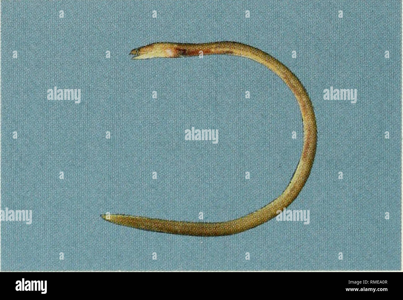 https www alamy com an annotated checklist of the fishes of the chagos archipelago central indian ocean fishes g gymnothorax sp 3 118 mm sl h uropterygius sp 1 180 mm sl please note that these images are extracted from scanned page images that may have been digitally enhanced for readability coloration and appearance of these illustrations may not perfectly resemble the original work winterbottom richard 1944 emery alan 1939 holm erling 1950 royal ontario museum toronto royal ontario museum image236343095 html
