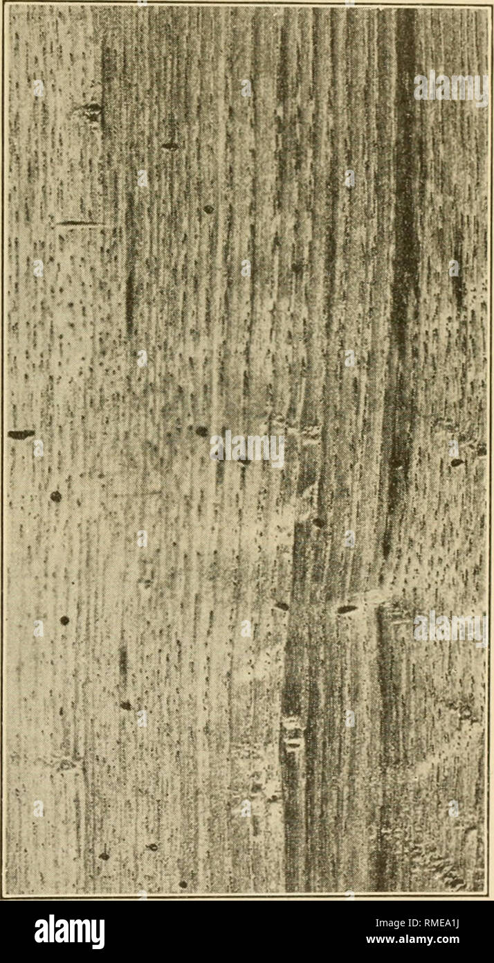 Defects in timber hires stock photography and images Alamy