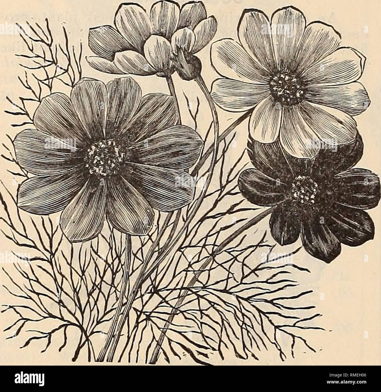 . Annual catalogue of seeds and plants. Nurseries (Horticulture), Minnesota, Catalogs; Vegetables, Seeds, Catalogs; Flowers, Catalogs. 5° SCHLEGEL !^ FOTTLER'S SEED CATALOGUE. COREOPSIS, or CALLIOPSIS. Showy hardj' plants, with rich brightly-colored flowers through the entire season; very useful for cutting. Hardy Annual. pkt. Finest Mixed Oz., .40 .05 Atrosanguinea. B 1 o o d r e d, m a rb 1 e d. 2 ft Oz., .50 .05 Bicolor Marmorata. Golden-yellow, w ith pur- plish-brown centre. 2 ft.' . Oz., .40 .05 Coronata. Large, fine yellows 2 ft. &quot; .40 .05 Drummondi. Large vellow, red spot. 2 ft ' . Stock Photo