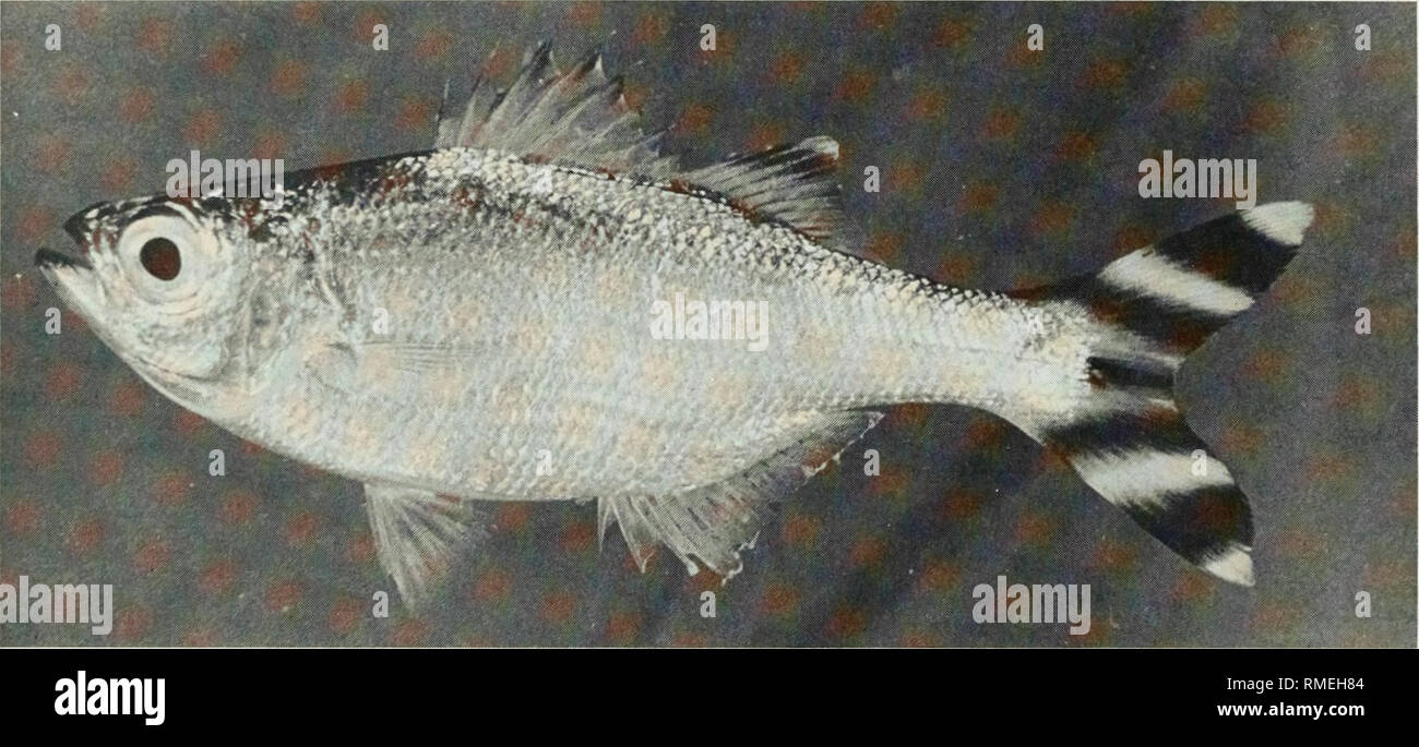 . An annotated checklist of the fishes of the Chagos Archipelago, Central Indian Ocean. Fishes. I Fig. 153. Calloplesiops altivelis, 62 mm SL, Peros Banhos.. Fig. 154. Kuhlia mugil, 87 mm SL, Peros Banhos.. Please note that these images are extracted from scanned page images that may have been digitally enhanced for readability - coloration and appearance of these illustrations may not perfectly resemble the original work.. Winterbottom, Richard, 1944-; Emery, Alan, 1939-; Holm, Erling, 1950-; Royal Ontario Museum. Toronto : Royal Ontario Museum Stock Photo
