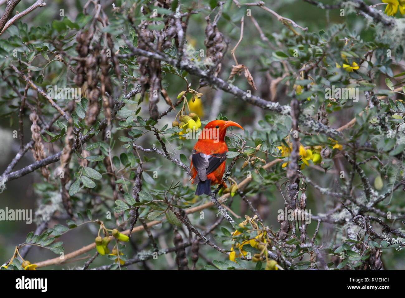 The ʻiʻiwi (Drepanis coccinea, pronounced /iːˈiːviː/, ee-EE-vee), or scarlet honeycreeper is a 'hummingbird-niched' species of Hawaiian honeycreeper Stock Photo