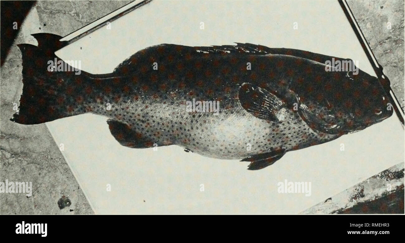 . An annotated checklist of the fishes of the Chagos Archipelago, Central Indian Ocean. Fishes. Fig. 144. Plectropomus laevis, 304 mm SL, Peros Banhos.. Fig. 145. Plectropomus laevis, 567 mm SL, Peros Banhos.. Please note that these images are extracted from scanned page images that may have been digitally enhanced for readability - coloration and appearance of these illustrations may not perfectly resemble the original work.. Winterbottom, Richard, 1944-; Emery, Alan, 1939-; Holm, Erling, 1950-; Royal Ontario Museum. Toronto : Royal Ontario Museum Stock Photo