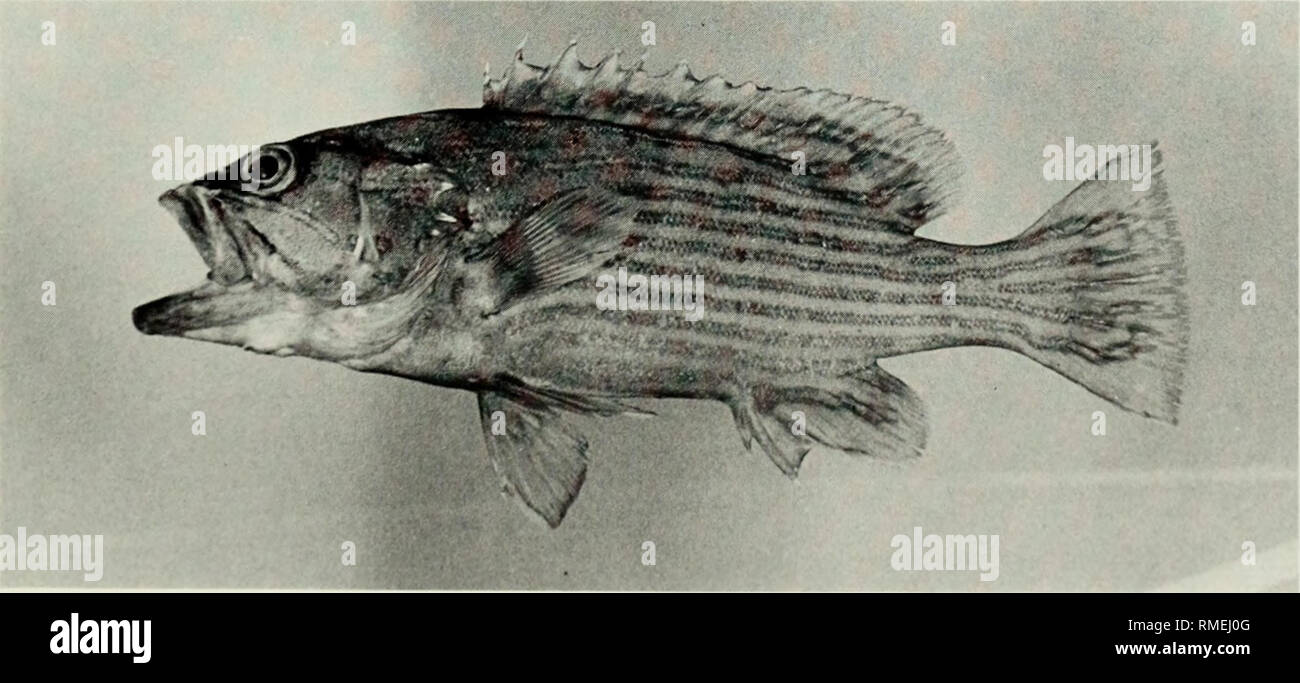 . An annotated checklist of the fishes of the Chagos Archipelago, Central Indian Ocean. Fishes. Fig. 139. Gracila albomarginata, 287 mm SL, Salomon.. Fig. 140. Gracila poUeni, 168 mm SL, Peros Banhos. 129. Please note that these images are extracted from scanned page images that may have been digitally enhanced for readability - coloration and appearance of these illustrations may not perfectly resemble the original work.. Winterbottom, Richard, 1944-; Emery, Alan, 1939-; Holm, Erling, 1950-; Royal Ontario Museum. Toronto : Royal Ontario Museum Stock Photo