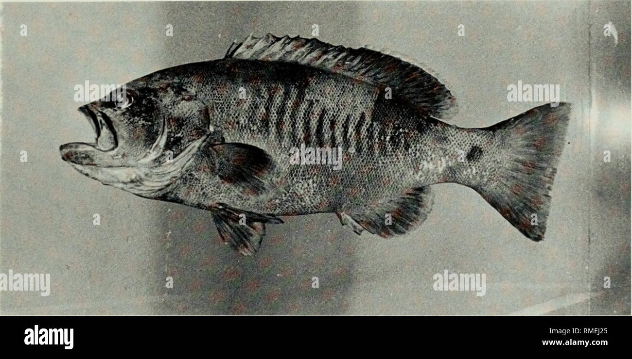 . An annotated checklist of the fishes of the Chagos Archipelago, Central Indian Ocean. Fishes. Fig. 138. Epinephelus tauvina, 114 mm SL, Salomon.. Fig. 139. Gracila albomarginata, 287 mm SL, Salomon.. Please note that these images are extracted from scanned page images that may have been digitally enhanced for readability - coloration and appearance of these illustrations may not perfectly resemble the original work.. Winterbottom, Richard, 1944-; Emery, Alan, 1939-; Holm, Erling, 1950-; Royal Ontario Museum. Toronto : Royal Ontario Museum Stock Photo