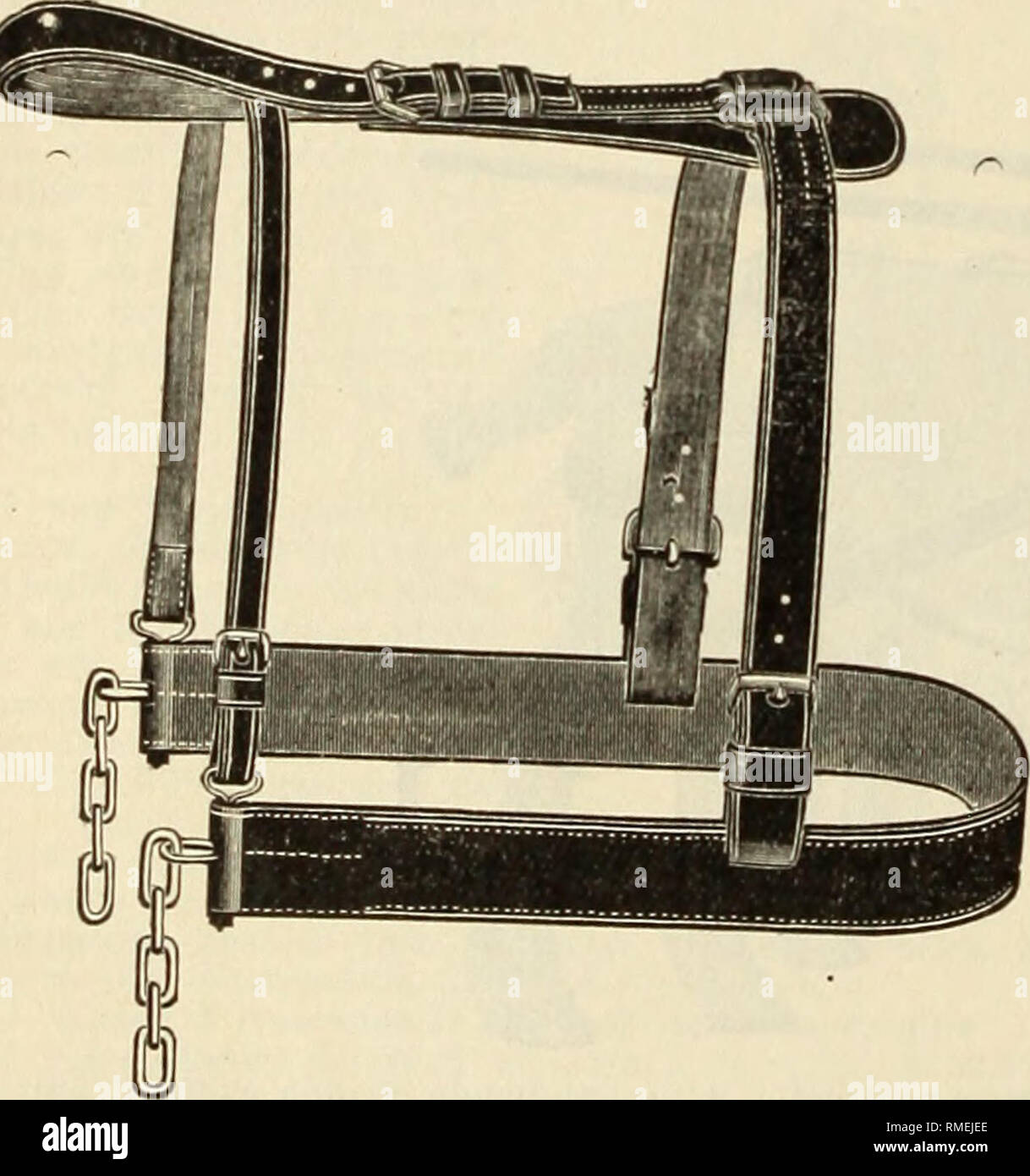 Rump of a duck hi-res stock photography and images - Alamy