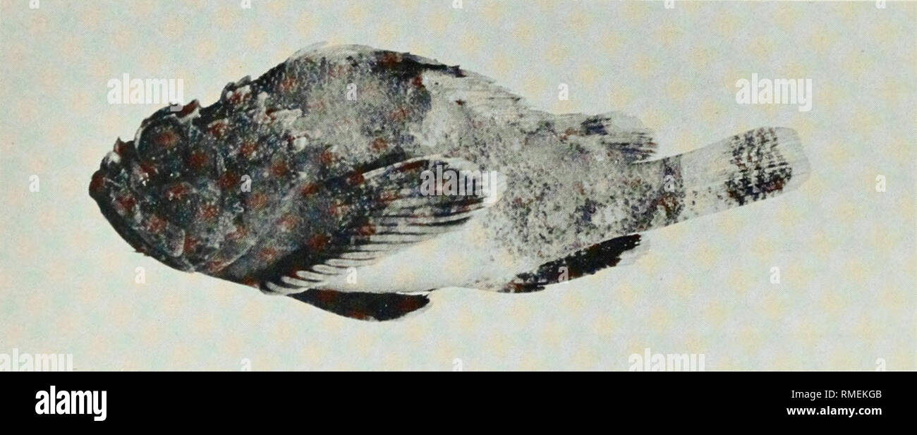 . An annotated checklist of the fishes of the Chagos Archipelago, Central Indian Ocean. Fishes. Fig. 111. Scorpaenopsis diabolus, 150 mm SL, Peros Banhos.. Fig. 112. Scorpaenopsis gibbosa, (preserved) 67 mm SL, Diego Garcia. Photo by M. Burridge-Smith.. Please note that these images are extracted from scanned page images that may have been digitally enhanced for readability - coloration and appearance of these illustrations may not perfectly resemble the original work.. Winterbottom, Richard, 1944-; Emery, Alan, 1939-; Holm, Erling, 1950-; Royal Ontario Museum. Toronto : Royal Ontario Museum Stock Photo