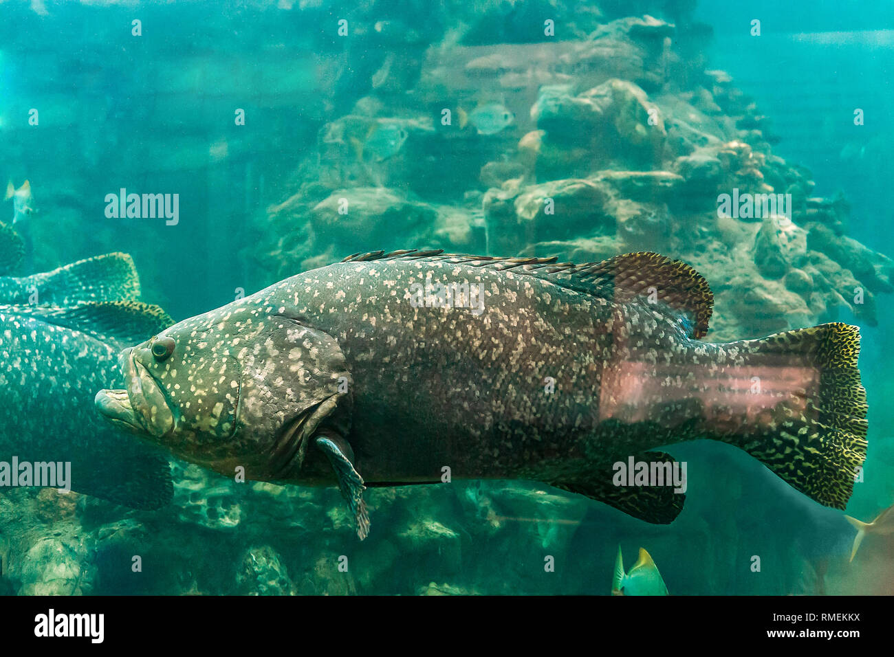 Large fish Giant grouper swimming in aquarium. Epinephelus lanceolatus, common brindlebass, brown spotted cod, or bumblebee grouper Stock Photo
