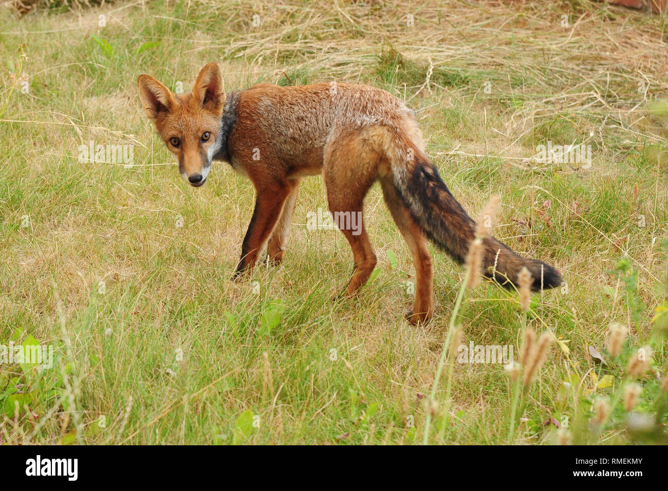 European red fox vulpes vulpes Stock Photo - Alamy