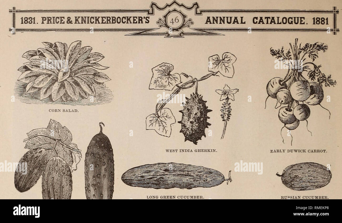 https www alamy com annual catalogue for 1881 containing a list of garden field and flower seeds together with prices and cultural directions seeds catalogs seed industry and trade new york state albany cluster crctolber chicory white spine substitute for coflfee and much used for mixino with it cultivate like carrot quotwhen cucumber iug cut jnto quarters or sixths lengthwise and string to dry when wanted roast and grind like coffee chicory pr pkt pr 05 5z pr lb 10 1 oo coliiards sow like cabbage as soon as weather permits to keep fit for eating some time trans plant when a image236350752 html