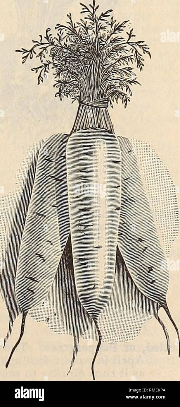 . Annual catalogue of seeds and plants. Nurseries (Horticulture), Minnesota, Catalogs; Vegetables, Seeds, Catalogs; Flowers, Catalogs. CARROT, gjioerjrc. One ounce -will sovj loo feet of drill. Three pounds -will soru an acre. Carrots are grown more for feeding to stock than for culinary purposes, although there is usually a market demand for considerable quantities for cook- ing, many of the early sorts being sold in bunches when about half grown. A rather light, sandy loam, deeply tilled, is best suited to their growth; and upon such soil, if it has been liberally fertilized the previous yea Stock Photo