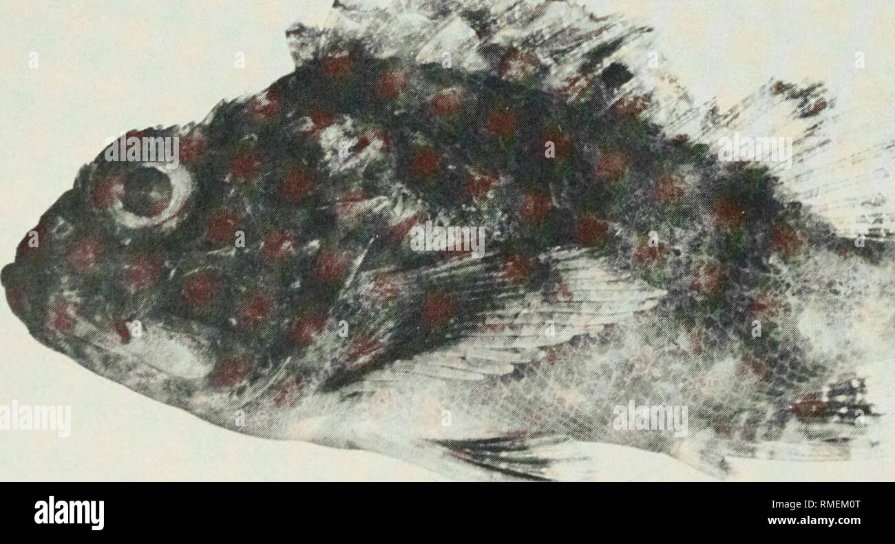 . An annotated checklist of the fishes of the Chagos Archipelago, Central Indian Ocean. Fishes. Fig. 101. Halicampus mataafae, (preserved) 47 mm SL, Salomon. Photo by A. Strange. m, ' y •^. Fig. 102. Parascorpaena aurita, (preserved) 80 mm SL, Peros Banhos. Photo by M. Burridge-Smith. 116. Please note that these images are extracted from scanned page images that may have been digitally enhanced for readability - coloration and appearance of these illustrations may not perfectly resemble the original work.. Winterbottom, Richard, 1944-; Emery, Alan, 1939-; Holm, Erling, 1950-; Royal Ontario Mu Stock Photo