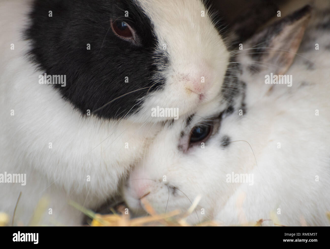 Cuddling rabbits Stock Photo Alamy