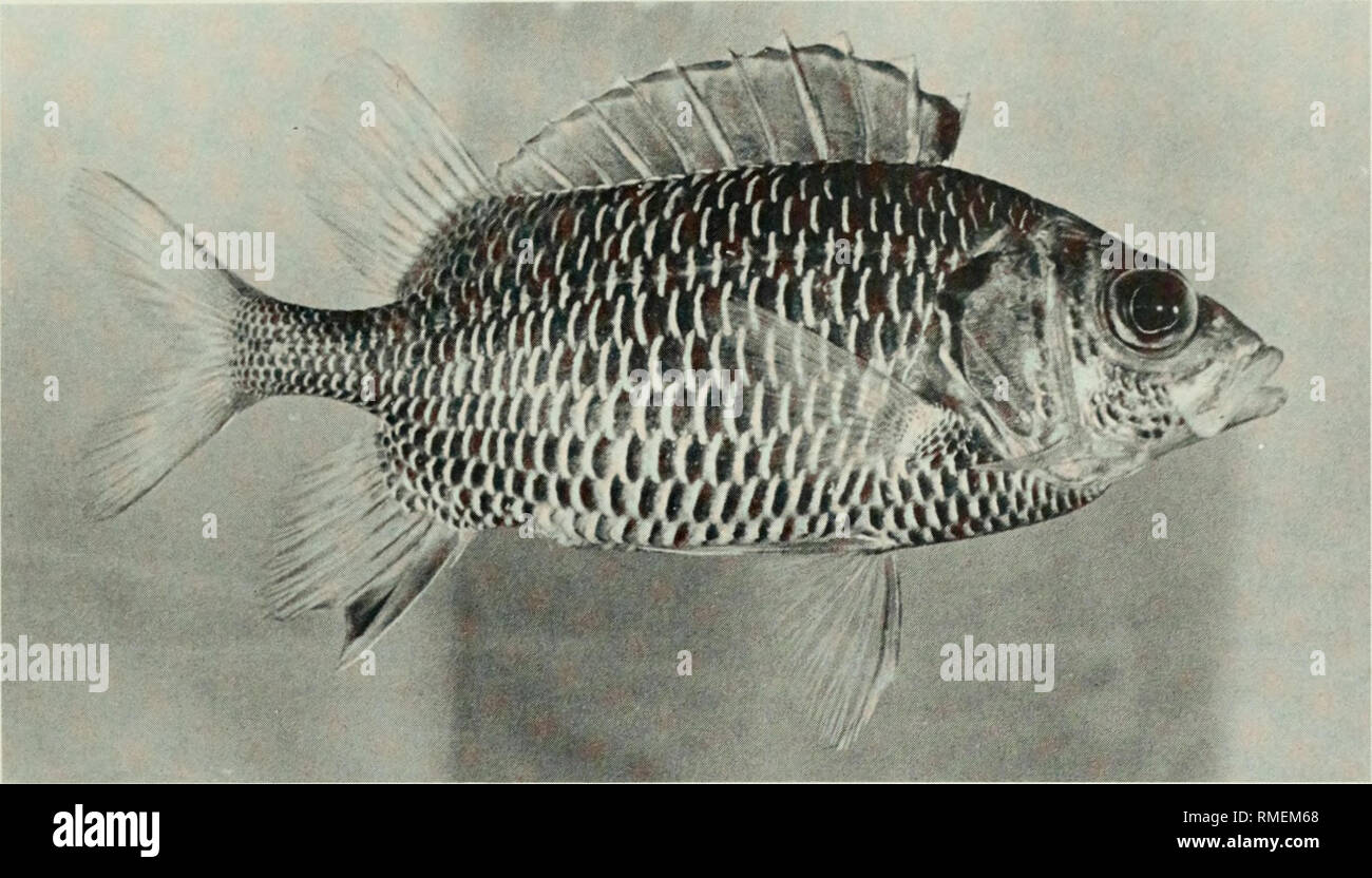 . An annotated checklist of the fishes of the Chagos Archipelago, Central Indian Ocean. Fishes. Fig. 92. Sargocentron violaceum, 132mmSL, Salomon.. Please note that these images are extracted from scanned page images that may have been digitally enhanced for readability - coloration and appearance of these illustrations may not perfectly resemble the original work.. Winterbottom, Richard, 1944-; Emery, Alan, 1939-; Holm, Erling, 1950-; Royal Ontario Museum. Toronto : Royal Ontario Museum Stock Photo
