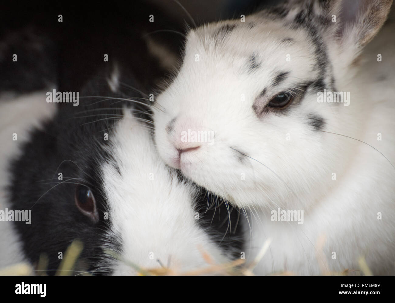 Cuddling rabbits Stock Photo