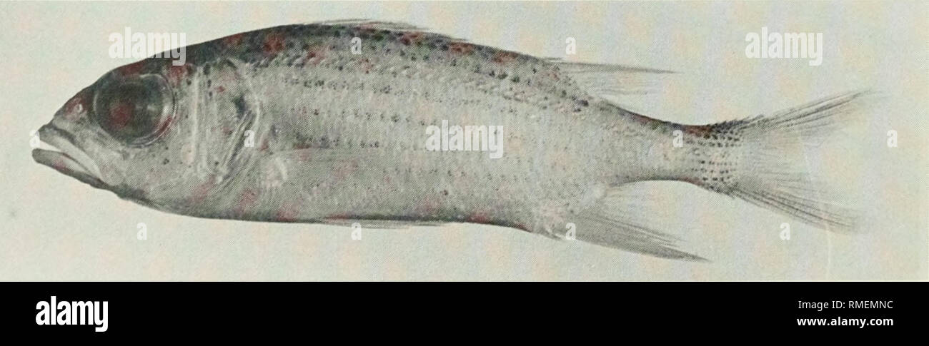 . An annotated checklist of the fishes of the Chagos Archipelago, Central Indian Ocean. Fishes. Fig. 79. Myripristis violaceus, 98 mm SL, Salomon.. Fig. 80. Neoniphon argenteus, (preserved) 93 mm SL, Diego Garcia. Photo by M. Burridge-Smith. 110. Please note that these images are extracted from scanned page images that may have been digitally enhanced for readability - coloration and appearance of these illustrations may not perfectly resemble the original work.. Winterbottom, Richard, 1944-; Emery, Alan, 1939-; Holm, Erling, 1950-; Royal Ontario Museum. Toronto : Royal Ontario Museum Stock Photo