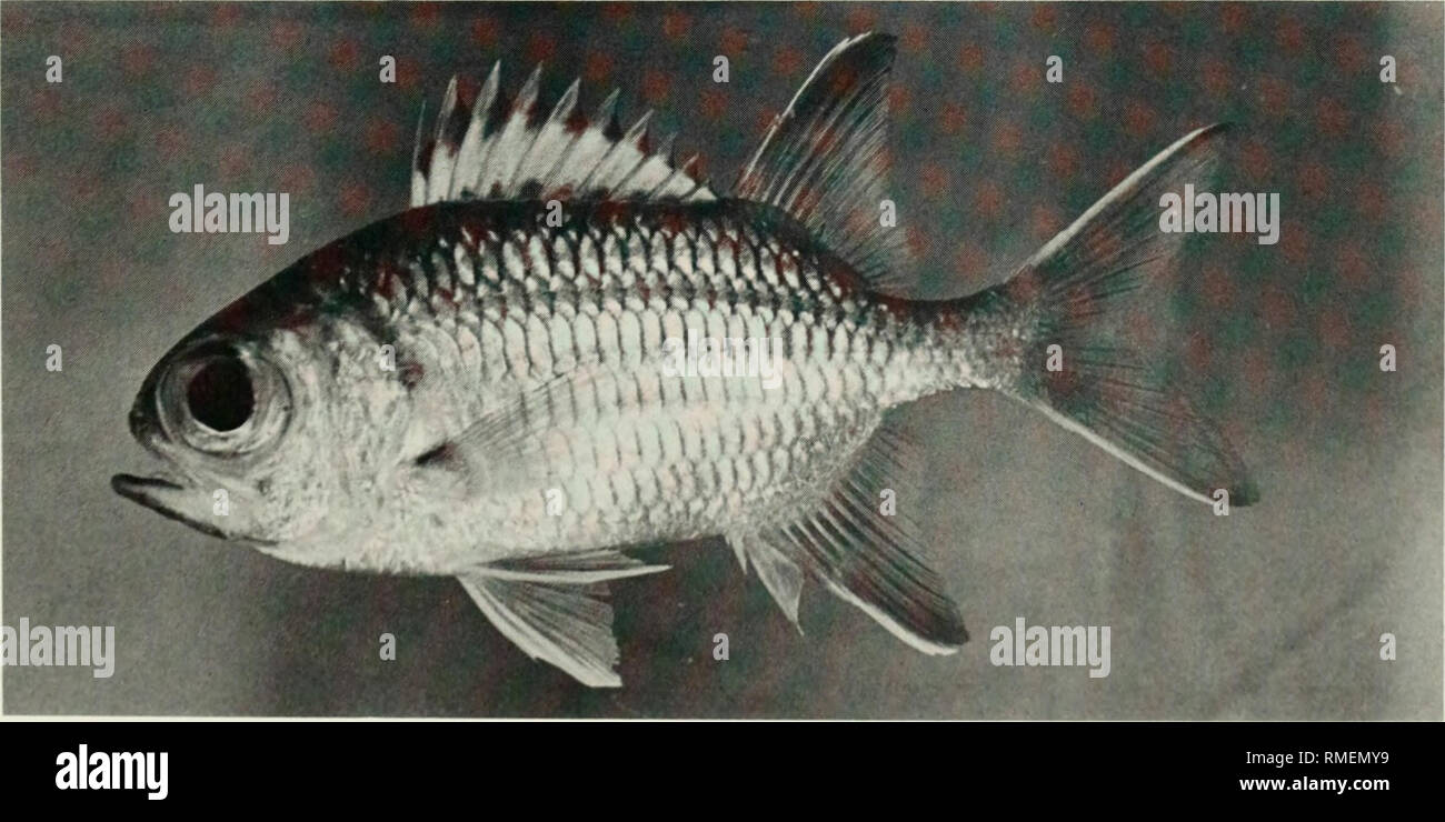 . An annotated checklist of the fishes of the Chagos Archipelago, Central Indian Ocean. Fishes. Fig. 76. Myripristis kuntee, (preserved) 127 mm SL, Peros Banhos. Photo by A. Strange.. Fig. 77. Myripristis murdjan. 98 mm SL. Peros Banhos. 109. Please note that these images are extracted from scanned page images that may have been digitally enhanced for readability - coloration and appearance of these illustrations may not perfectly resemble the original work.. Winterbottom, Richard, 1944-; Emery, Alan, 1939-; Holm, Erling, 1950-; Royal Ontario Museum. Toronto : Royal Ontario Museum Stock Photo