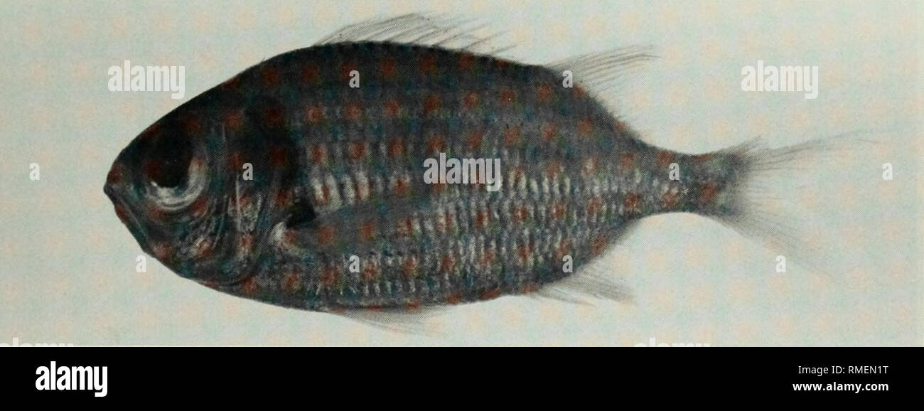 . An annotated checklist of the fishes of the Chagos Archipelago, Central Indian Ocean. Fishes. Fig. 75. Myripristis berndti, 146 mm SL, Peros Banhos.. Fig. 76. Myripristis kuntee, (preserved) 127 mm SL, Peros Banhos. Photo by A. Strange.. Please note that these images are extracted from scanned page images that may have been digitally enhanced for readability - coloration and appearance of these illustrations may not perfectly resemble the original work.. Winterbottom, Richard, 1944-; Emery, Alan, 1939-; Holm, Erling, 1950-; Royal Ontario Museum. Toronto : Royal Ontario Museum Stock Photo