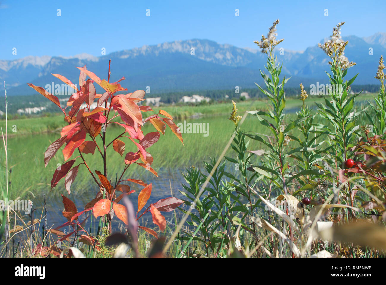 Plants along the banks of the Columbia River wetland in southeastern British Columbia indicate that autumn is on the way. Stock Photo