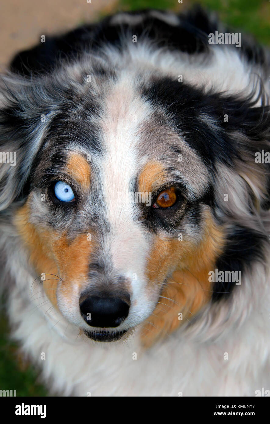 Australian Shepherd has a startling light blue eye and a brown eye.  Verigated and colored fur trims his face with brown, black and white. Stock Photo