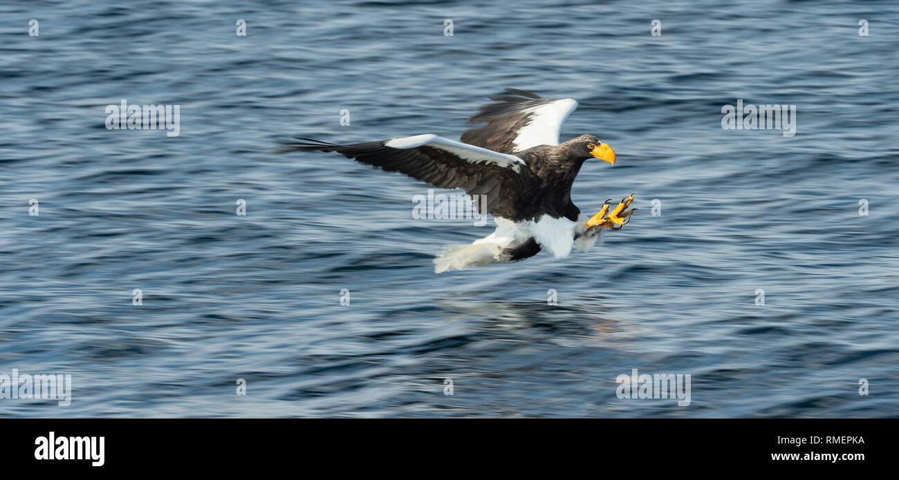 Adult Steller's sea eagle is fishing. Blue water of the ocean ...
