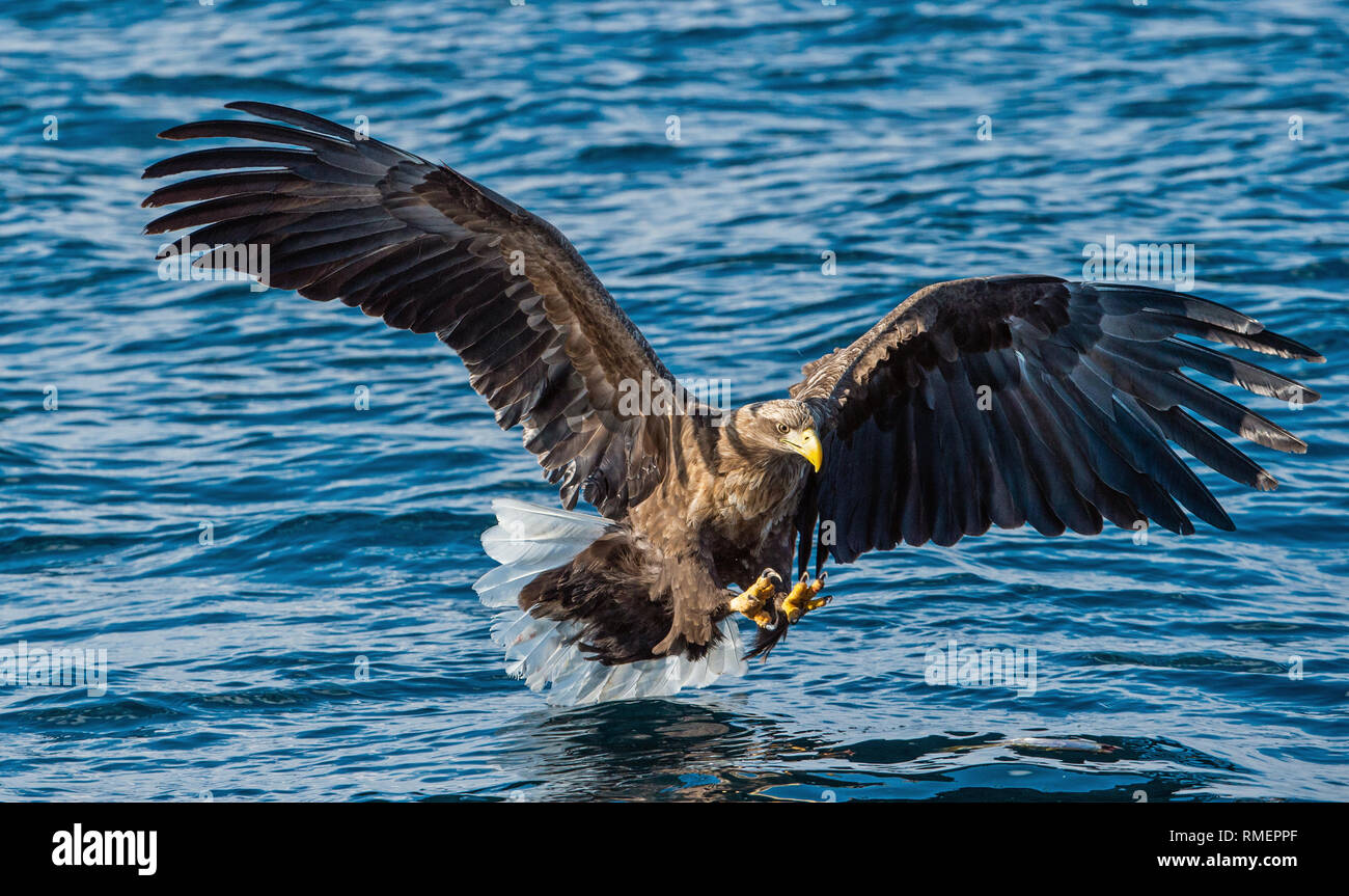 White-tailed eagle is fishing. Blue Ocean Background. Scientific name: Haliaeetus albicilla, also known as the ern, erne, gray eagle, Eurasian sea eag Stock Photo