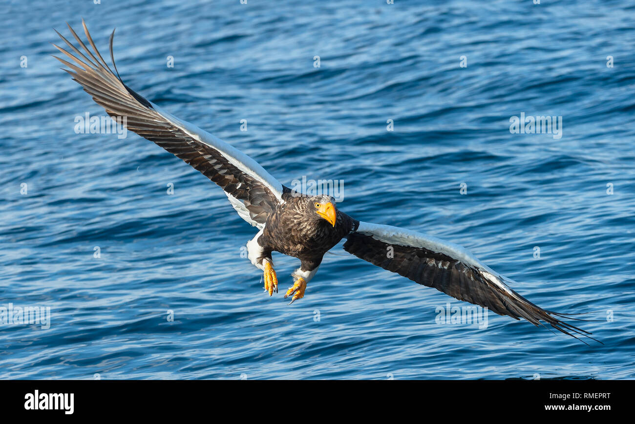 Adult Steller's sea eagle is fishing. Blue water of the ocean ...