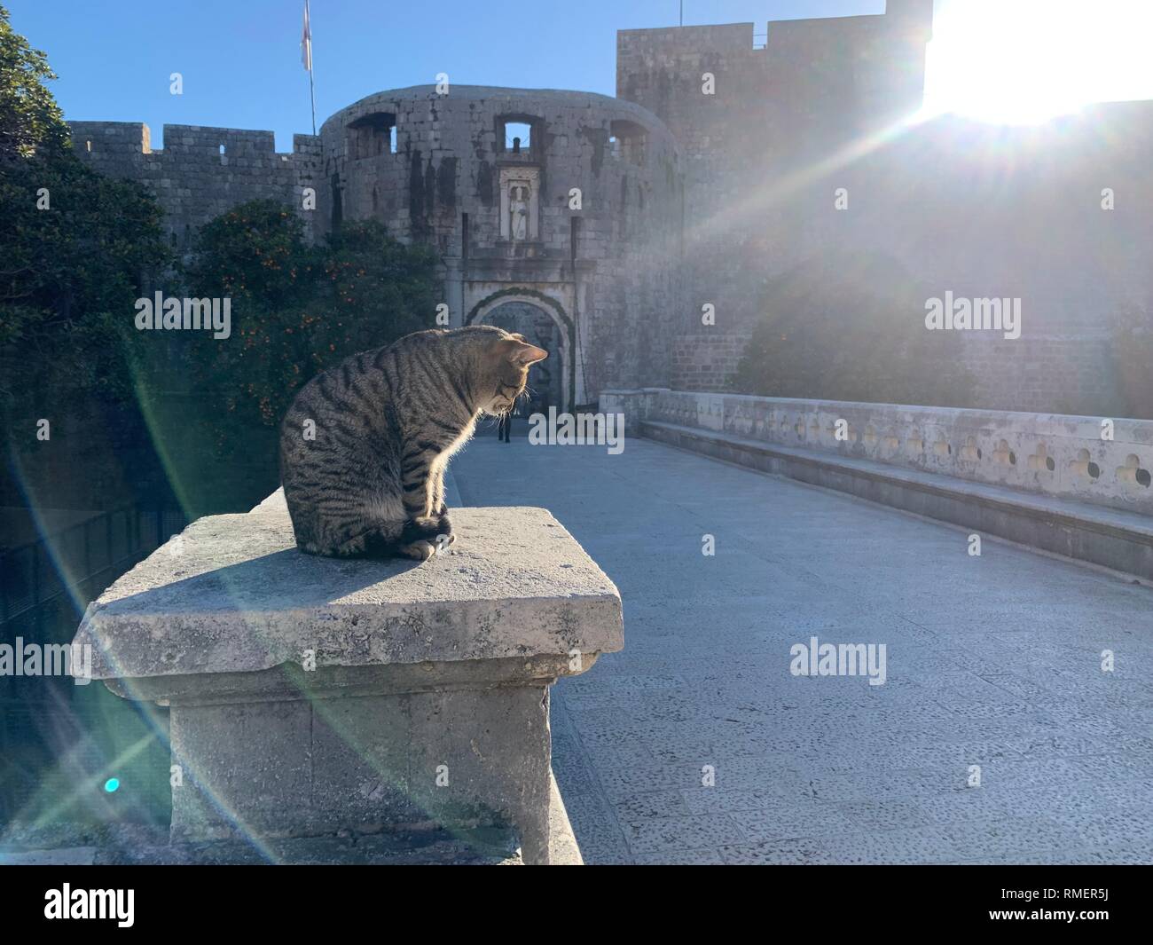 Tabby cat sunbathing hi-res stock photography and images - Alamy
