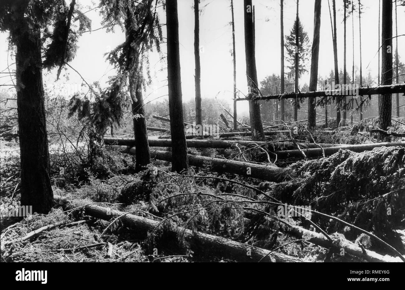 Broken trees after the storm disaster of 24.07.1988 in a forest on the main road between Germering and Planegg in the district of Munich. Stock Photo