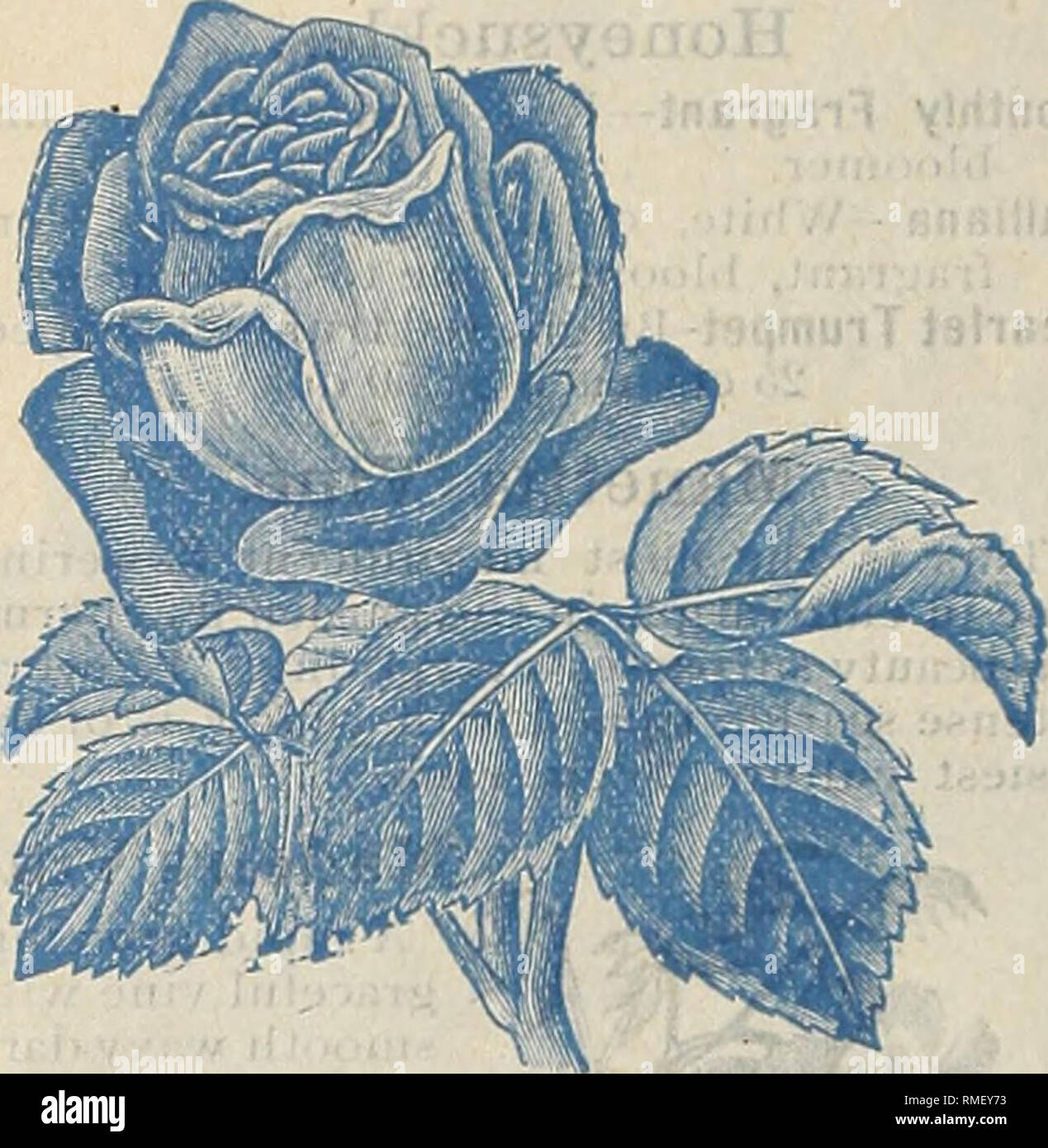 . Annual catalogue : seeds, bulbs, plants, implements, etc. Seed industry and trade; Seeds, Catalogs. J. CHAS. McCULLOUGH, N. E. Cor. 2nd and Walnut Sts., Cincinnati, O- Everblooming Roses. Catherine Mermet, bright flesh color. Bon Silene, deep rose. Devoniensis, creamy white. Hermosa, pink, very double. Marechal Neil, golden yellow Niphetos, pure white. La France, very double, silvery pink. Bride, white, large aud full.. Gen'l Jacqueminot. Papa Gontier, crimson. Maria Van Houtte, straw yellow color Perle des Jardines, double, yellow Queen of Bedders, crimson. Small Plants, 10 bts. each, $1.00 Stock Photo