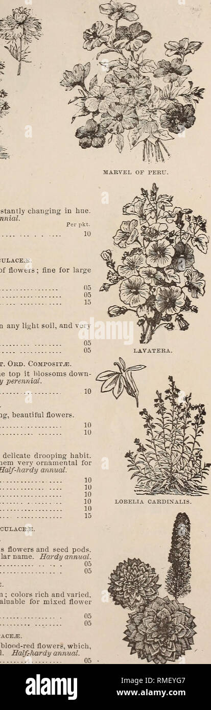 . Annual catalogue for 1881 containing a list of garden, field and flower seeds, together with prices and cultural directions. Seeds Catalogs; Seed industry and trade New York (State) Albany. LAVATERA. Nat. Ord. MALVACEiE. Tall, showy, profuse blooming and handsome plants, erowing freely in any light soil, and very efl'ective when'used as a background to other plants. Hardy annual. Lavatera, red, 3 ft — Trbite, 3 It L3ATRIS PYCNOSTACHYA (Kansas Gay Feather). Nat. Ord. Composite. A showv plant with flower stalks about a foot long: commencinff at the top it blossoms down- wards. Color, a rosy pu Stock Photo