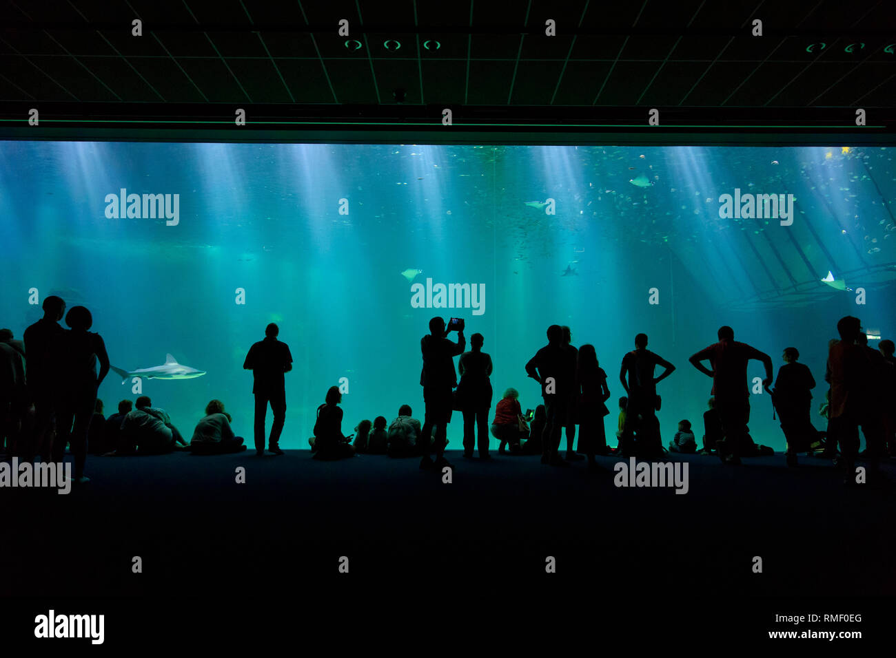 61 Aquarium Design Centre Gratis Terbaru