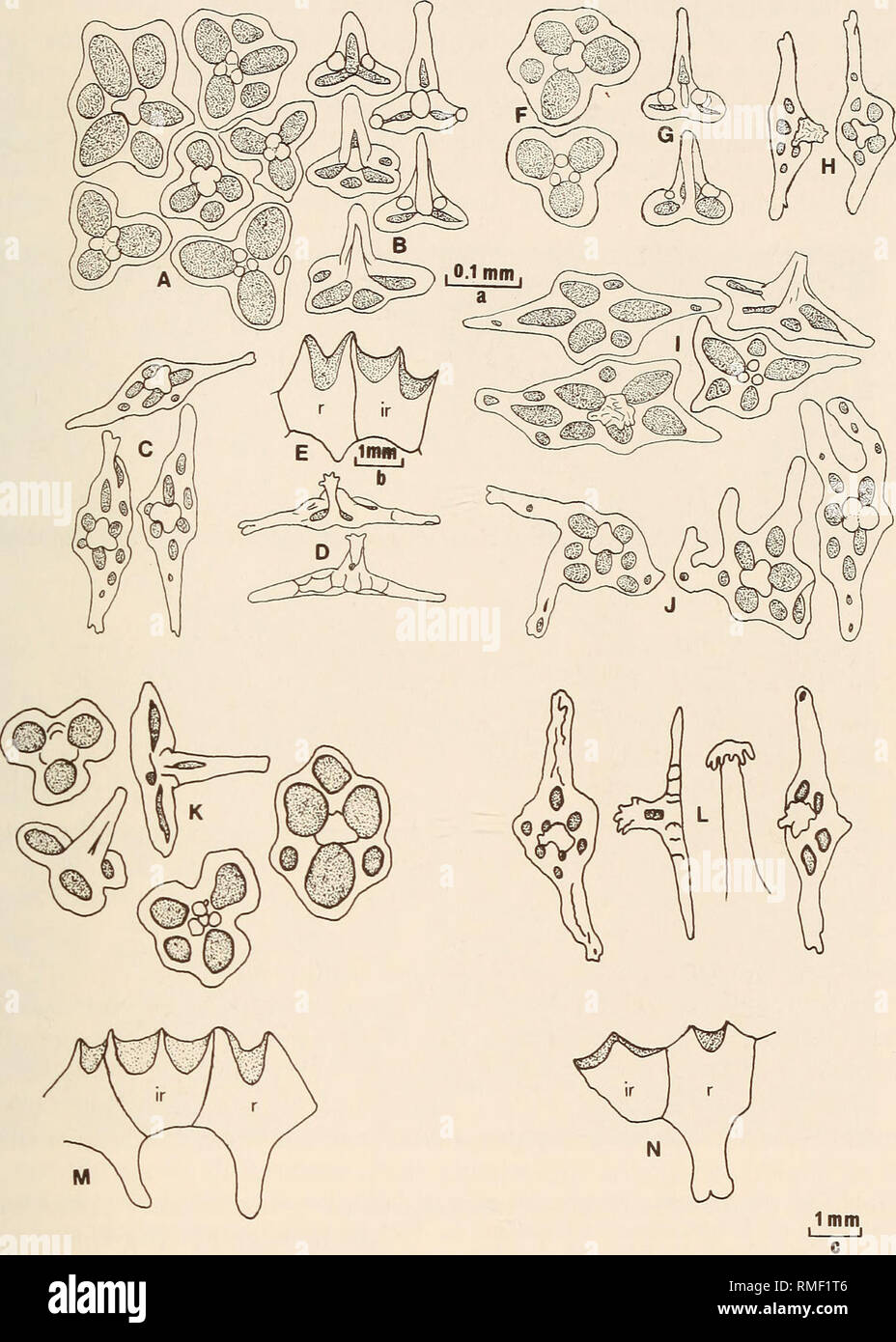 . Annals of the South African Museum = Annale van die Suid-Afrikaanse Museum. Natural history. DEEP-SEA HOLOTHUROIDS OFF THE CAPE PENINSULA, SOUTH AFRICA 401. Fig. 13. Molpadia millardae sp. nov. Spicules. A. Tables from body wall of paratype SAM-A27711. B. Same from side. C. Tables from tail of paratype SAM-A27711. D. Same from side. E. Part of calcareous ring of holotype, SAM- A22163. F. Tables from body wall of holotype. G. Same from side. H. Tables from tail of holotype. I. Tables from anterior body wall of holotype. J. Tables from base of tail of holotype. K. Spicules from body wall of pa Stock Photo