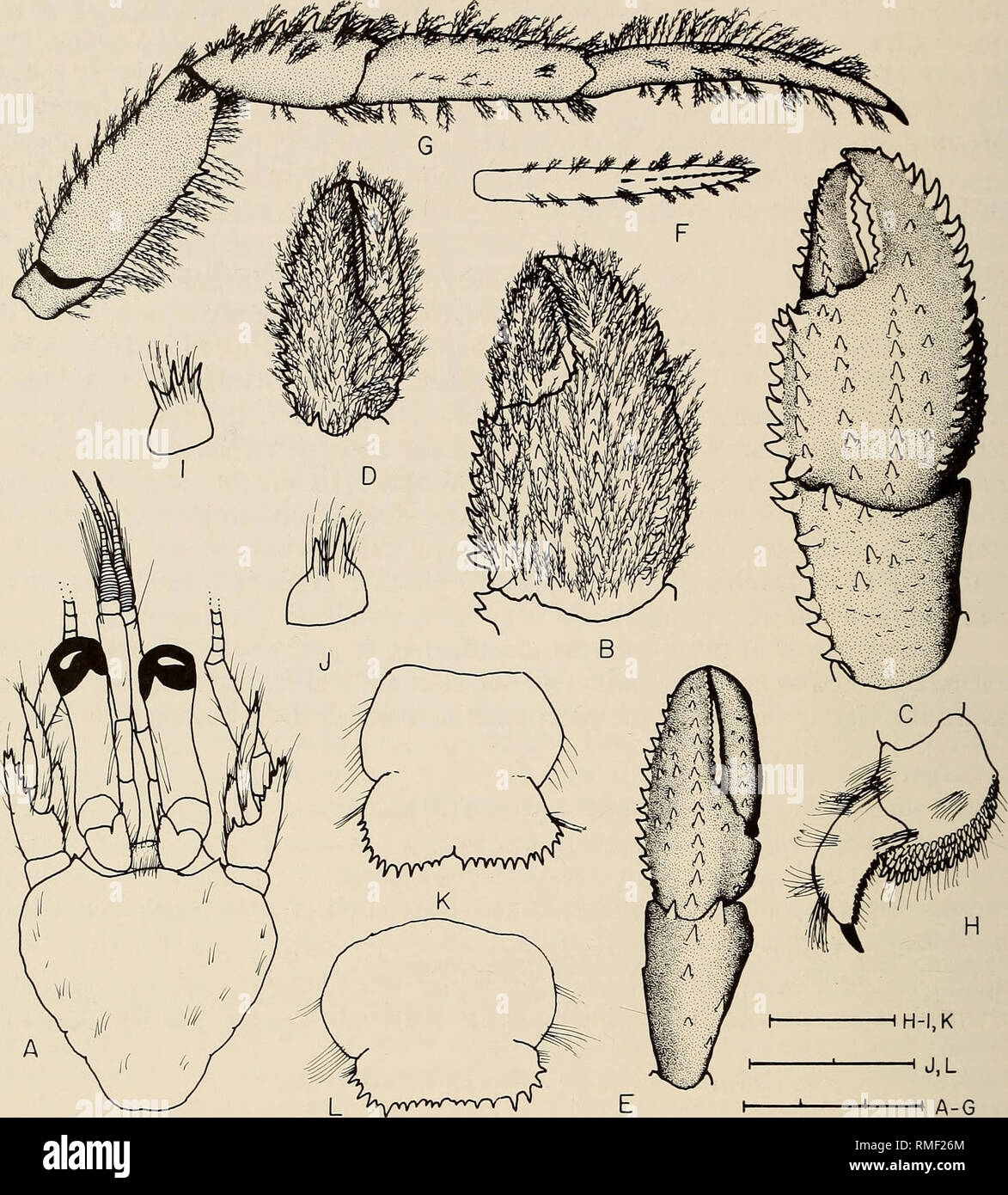 . Annals of the South African Museum = Annale van die Suid-Afrikaanse Museum. Natural history. 310 ANNALS OF THE SOUTH AFRICAN MUSEUM. Fig. 2. A-J. Pagurus cuanensis Bell, 1845, ovigerous 9 (4.4 mm) from Meiring Naude Stn XX113 (NHM 1997.724-725. K. Female (8.0 mm) from False Bay (SAM-A1538). L. Male (6.8 mm) from Cape St Blaize (SAM-A1539). A. Shield and cephalic appendages. B. Chela of right cheliped. C. Chela and carpus of right cheliped with setae omitted. D. Chela of left cheliped. E. Chela and carpus of left cheliped with setae omitted. F. Right second pereopod (lateral view). G. Dactyl  Stock Photo