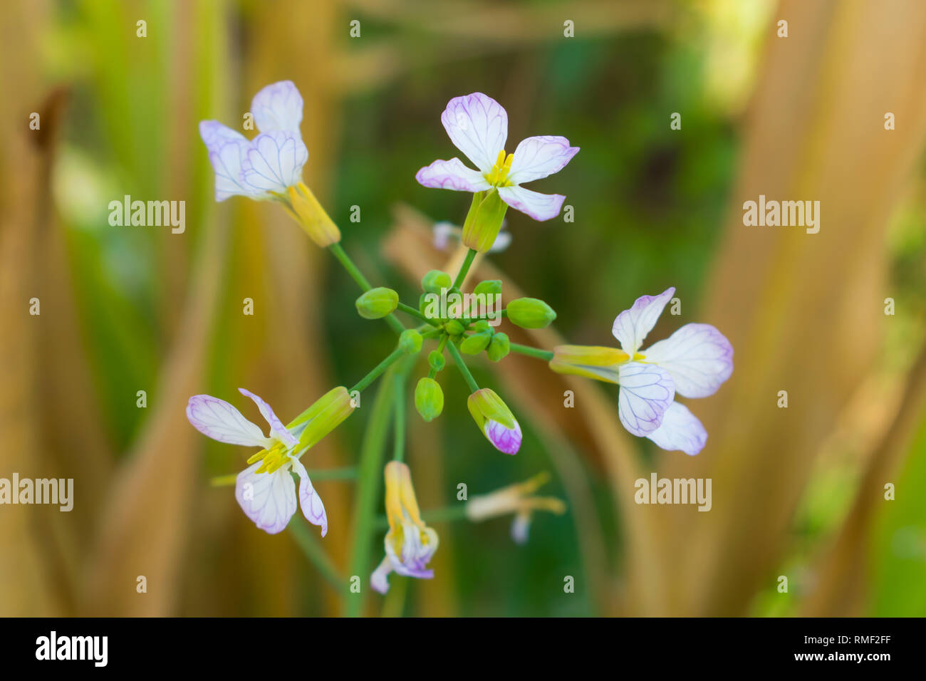 little white flowers in a garden. Stock Photo