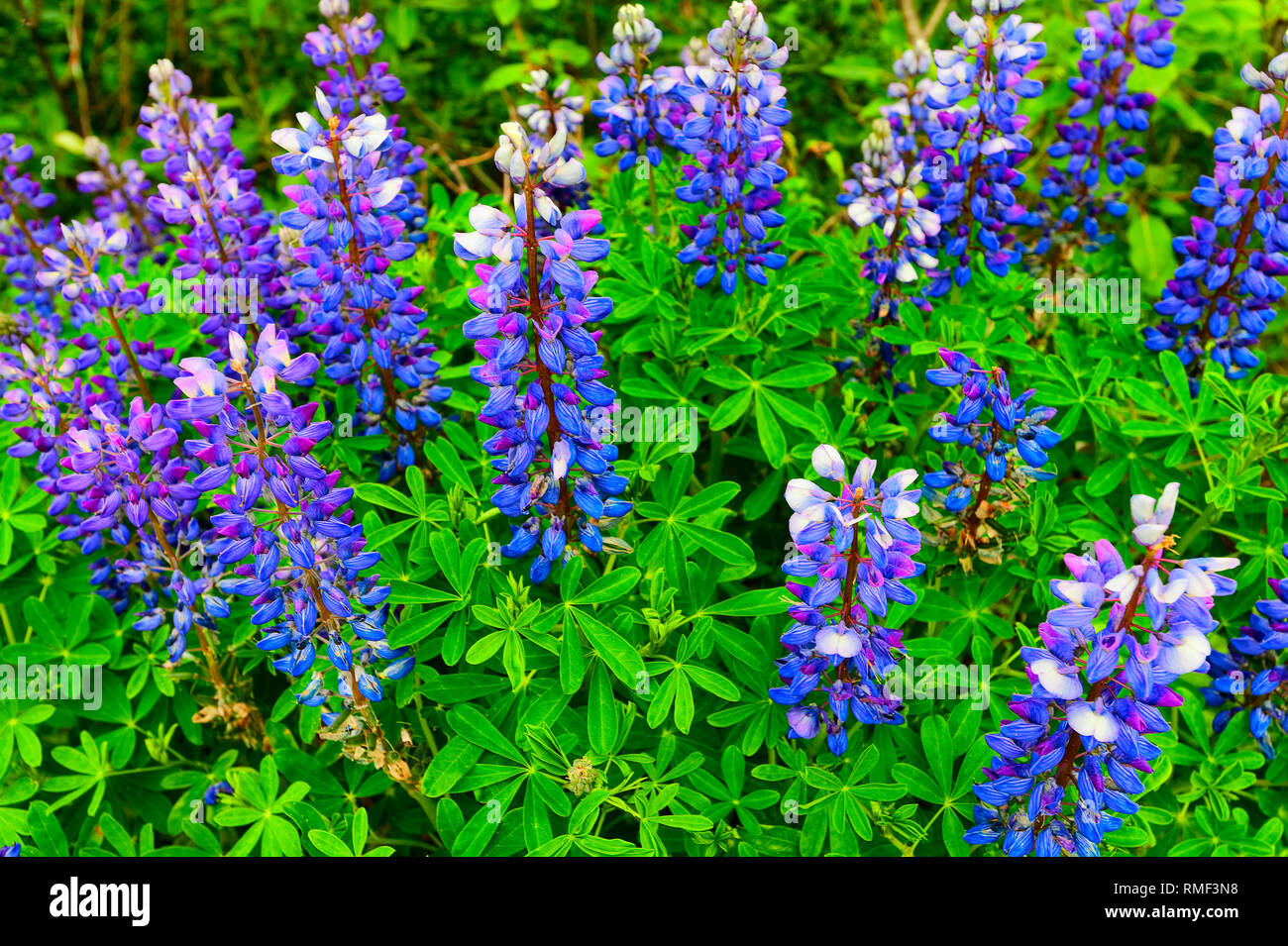 Lupine in full bloom in June along the Seward Highway in the Chugach National Forest Stock Photo