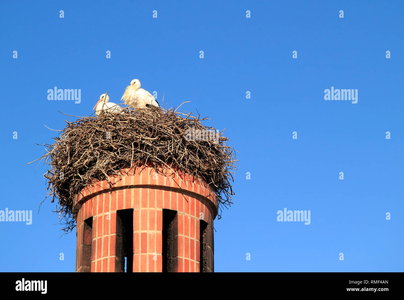 Nesting storks, on a chimney stack, Portimao, Algarve, Portugal Stock Photo