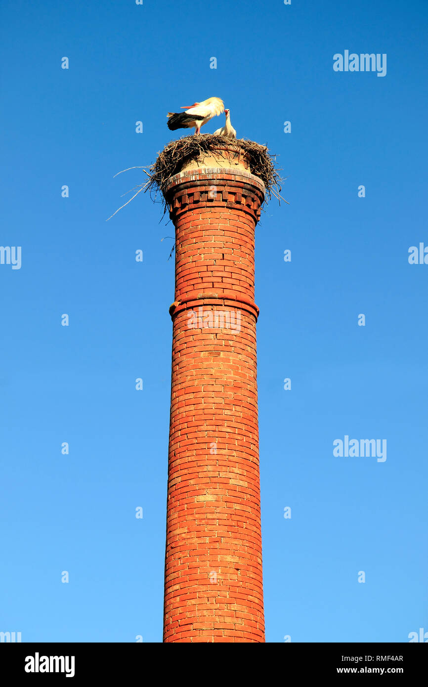 Nesting storks, on a chimney stack, Portimao, Algarve, Portugal Stock Photo