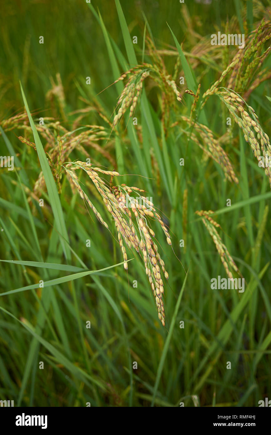 Carnaroli rice oryza sativa hi-res stock photography and images - Alamy