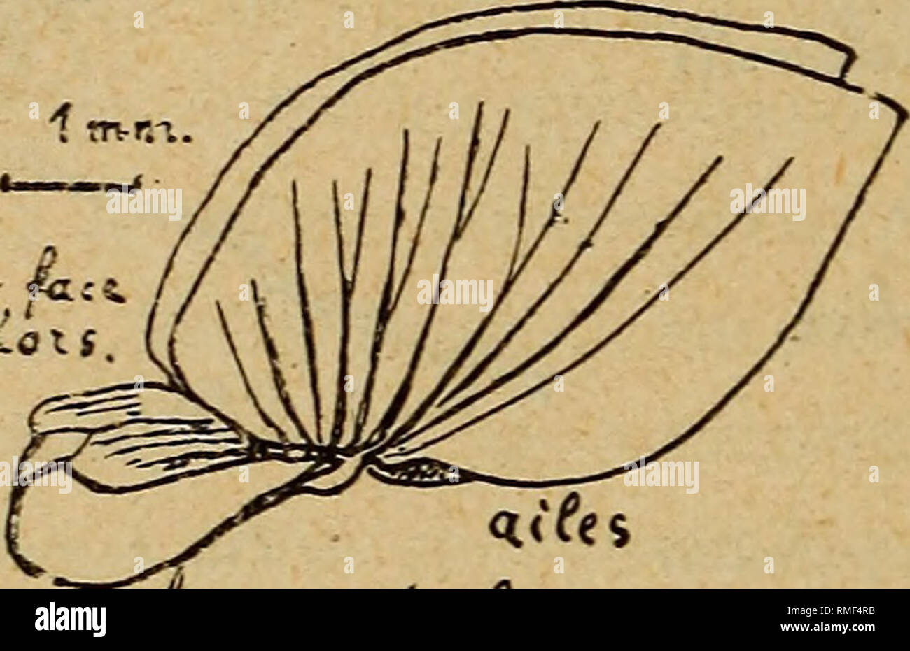 . Annuaire du Conservatoire et du jardin botaniques de Genève. Botany. 352 B. p. G. HOCHREUTIA'ER (6) Chez d'autres espèces, au contraire, ce sont les parties latérales de la partie ventrale qui sont emportées par le carpocratère et, sur cette face, l'anneau carpidien est réduit à un simple filament médian. (C. dissecta Hook. et Arn. etunivittata Hochr. (V. fig. 6). C'est seulement chez les espèces rapportées par nous au nou- veau sous-genre Septata que la paroi carpellaire n'éprouve pas de solution de continuité. Là, le péricarpe se sépare en deux lames continues, de sorte que, malgré la form Stock Photo