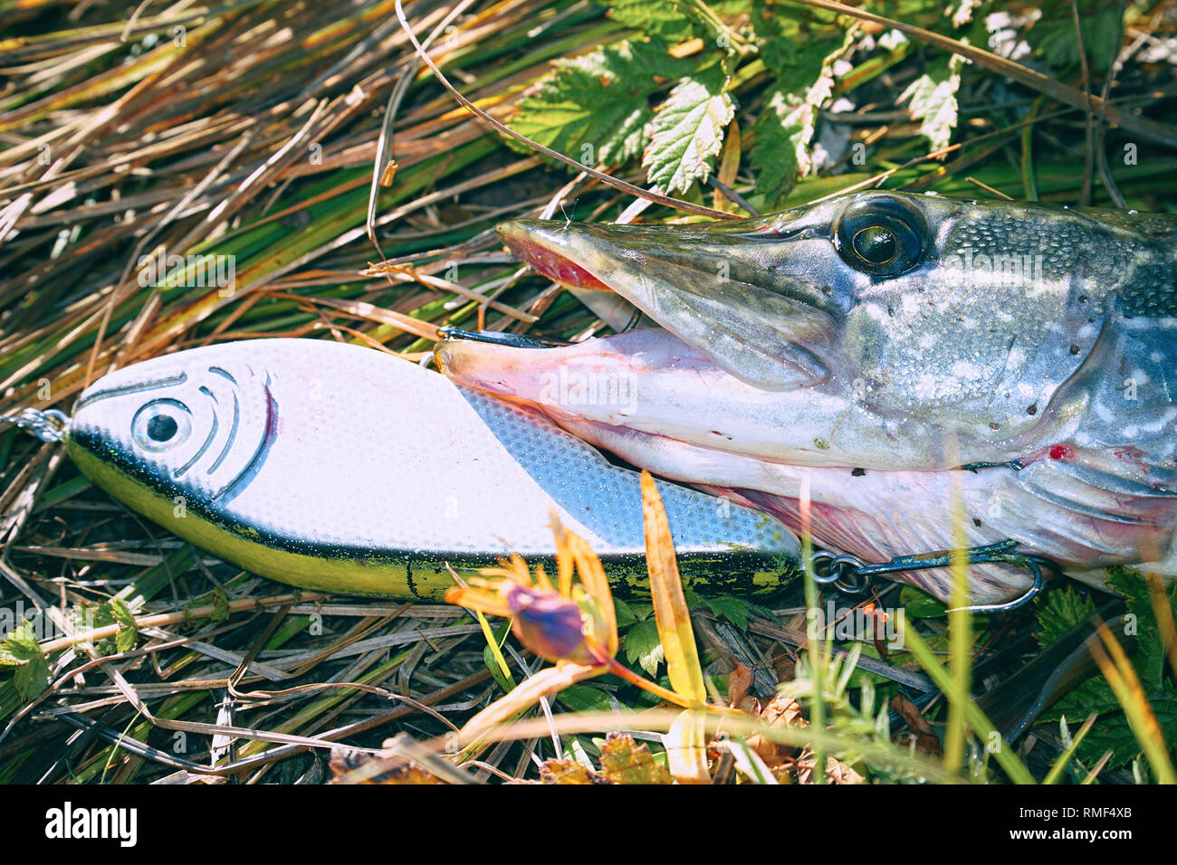 Pike on grass with bait in mouth. Jerkbait Stock Photo