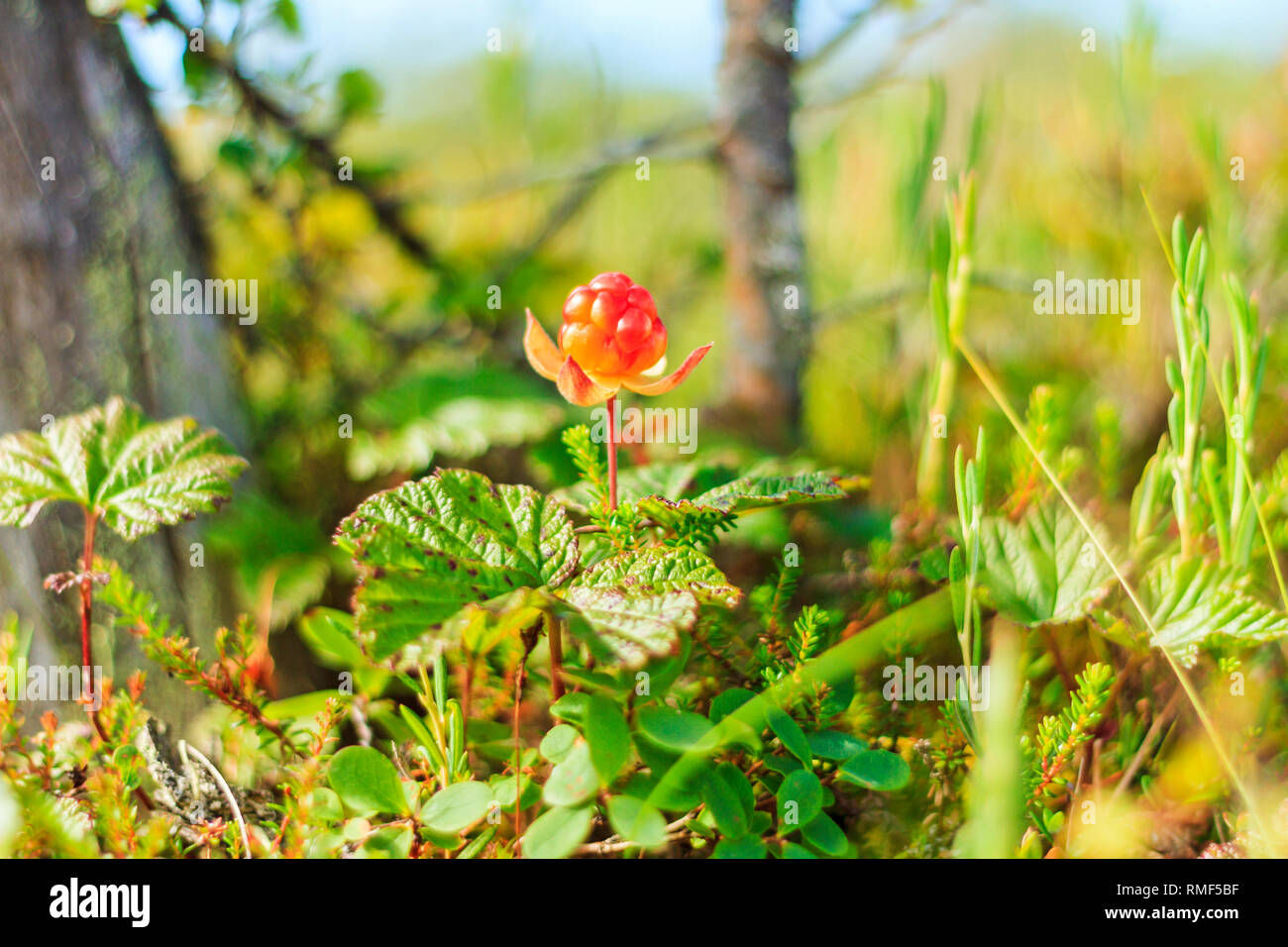 beautiful cloudberry among the marshlands Stock Photo