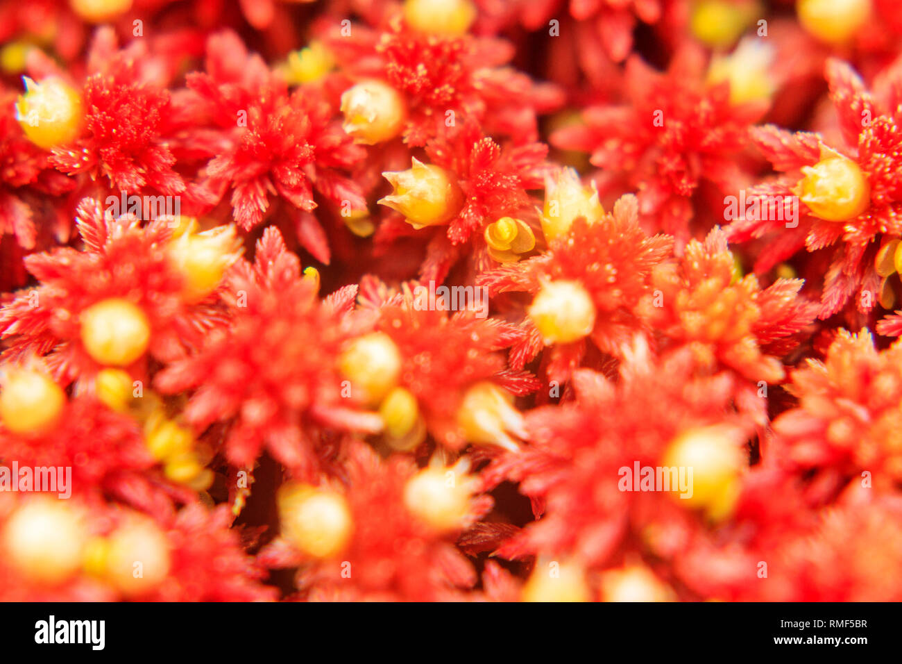 beautiful red yellow moss texture Stock Photo