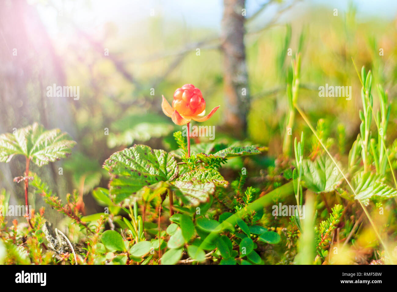 cloudberry among the marsh swamps on a sunny day Stock Photo